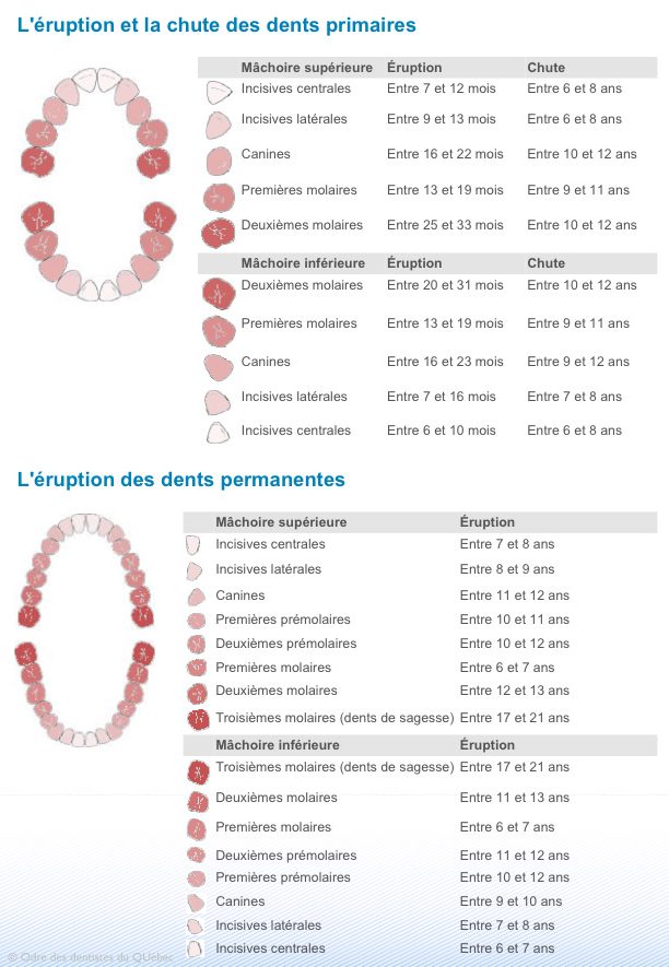 Éruption des dents